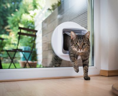 Cat Flap Installation - Dog And Pet Pros Temecula, California