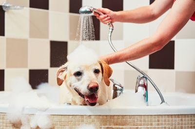 Dog Bath Installation - Dog And Pet Pros Temecula, California