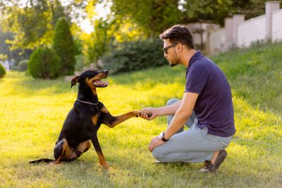 Dog and Pet Pros