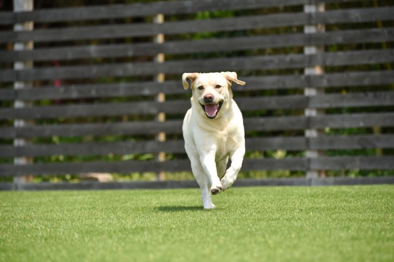 Dog and Pet Pros